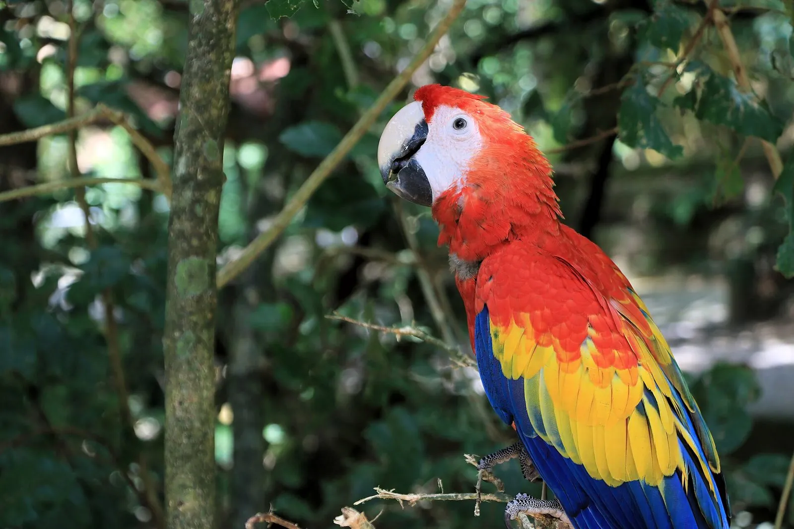 Guacamaya escarlata posada en Roatán, Honduras