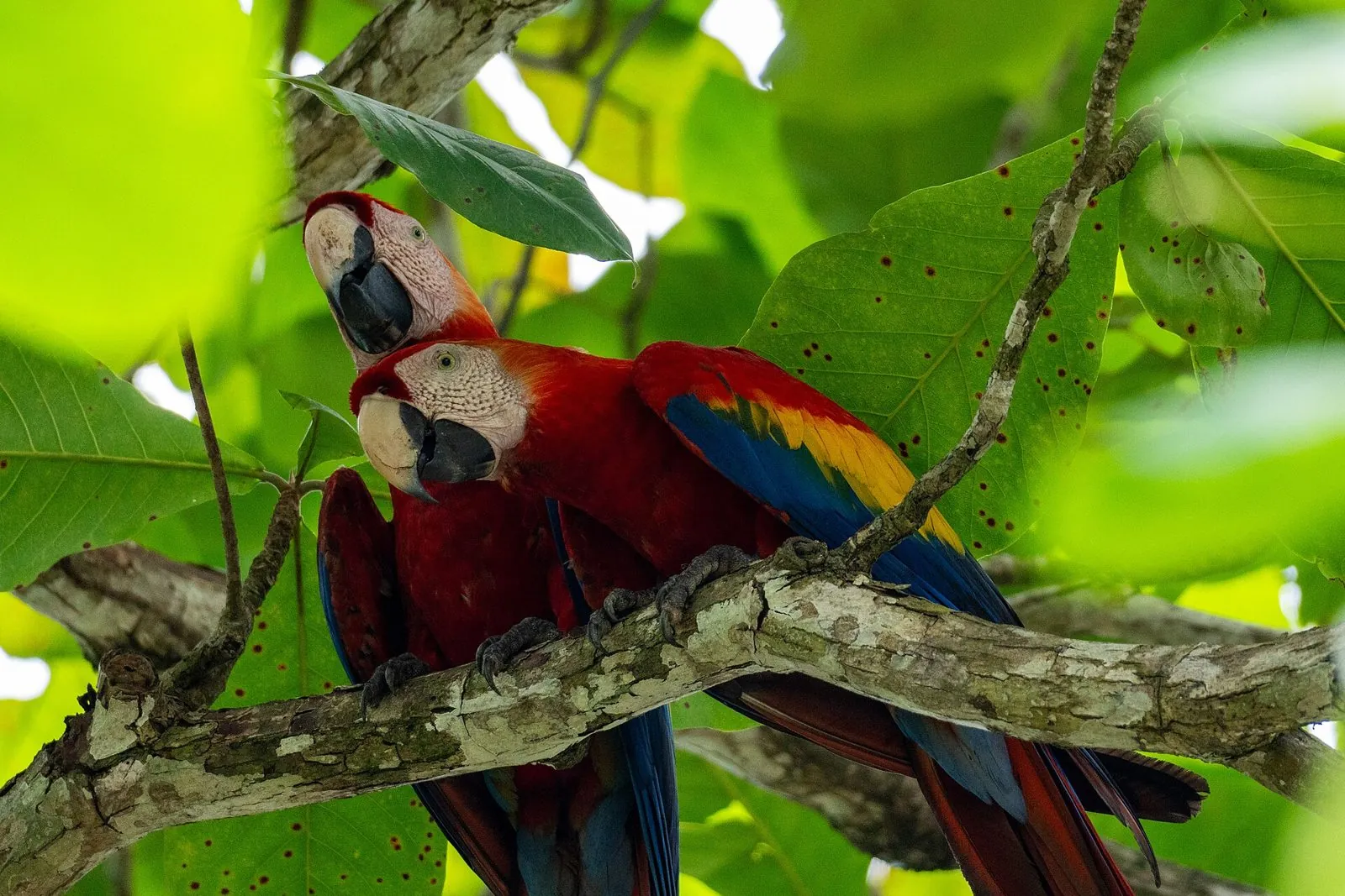 Dos guacamayas escarlata en una rama, entre hojas verdes